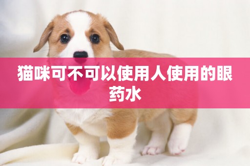 貓咪可不可以使用人使用的眼藥水