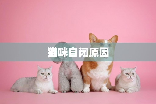 貓咪自閉原因