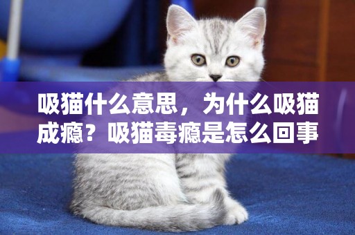吸貓什么意思，為什么吸貓成癮？吸貓毒癮是怎么回事 