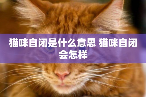 貓咪自閉是什么意思 貓咪自閉會怎樣