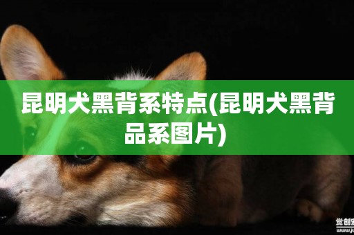 昆明犬黑背系特點(昆明犬黑背品系圖片) 