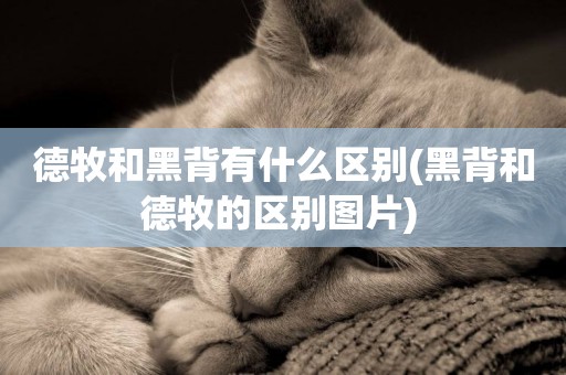 德牧和黑背有什么區別(黑背和德牧的區別圖片) 