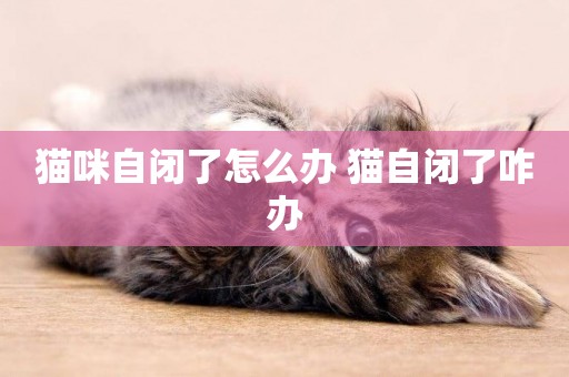 貓咪自閉了怎么辦 貓自閉了咋辦