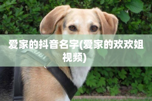 愛家的抖音名字(愛家的歡歡姐視頻) 