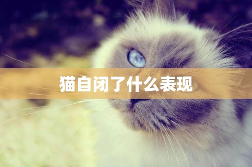 貓自閉了什么表現