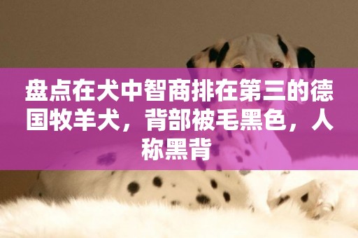 盤點在犬中智商排在第三的德國牧羊犬，背部被毛黑色，人稱黑背 