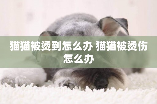 貓貓被燙到怎么辦 貓貓被燙傷怎么辦