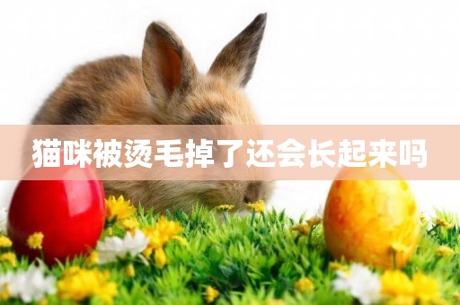 貓咪被燙毛掉了還會長起來嗎