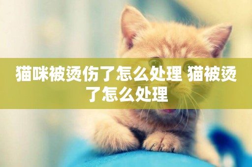 貓咪被燙傷了怎么處理 貓被燙了怎么處理