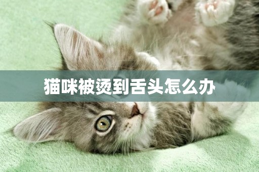 貓咪被燙到舌頭怎么辦