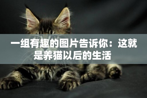 一組有趣的圖片告訴你：這就是養貓以后的生活 