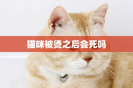 貓咪被燙之后會死嗎