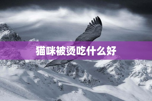 貓咪被燙吃什么好