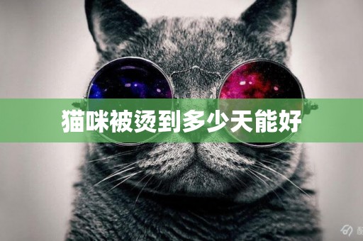貓咪被燙到多少天能好