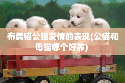 布偶貓公貓發情的表現(公貓和母貓哪個好養) 