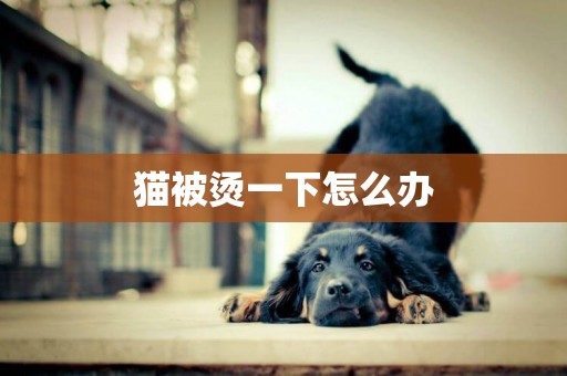 貓被燙一下怎么辦
