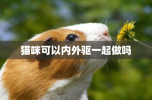 貓咪可以內外驅一起做嗎