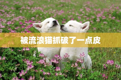 被流浪貓抓破了一點皮