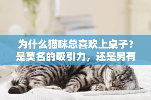為什么貓咪總喜歡上桌子？是莫名的吸引力，還是另有“隱情”？ 