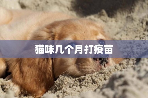 貓咪幾個月打疫苗