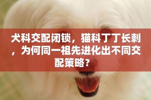 犬科交配閉鎖，貓科丁丁長刺，為何同一祖先進化出不同交配策略？ 