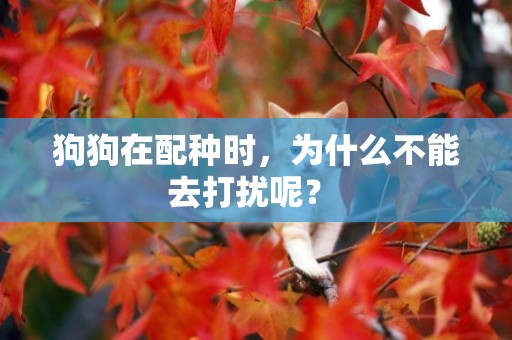 狗狗在配種時，為什么不能去打擾呢？ 