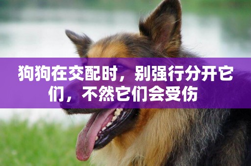狗狗在交配時，別強行分開它們，不然它們會受傷 