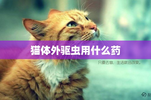貓體外驅蟲用什么藥