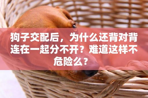 狗子交配后，為什么還背對背連在一起分不開？難道這樣不危險么？ 