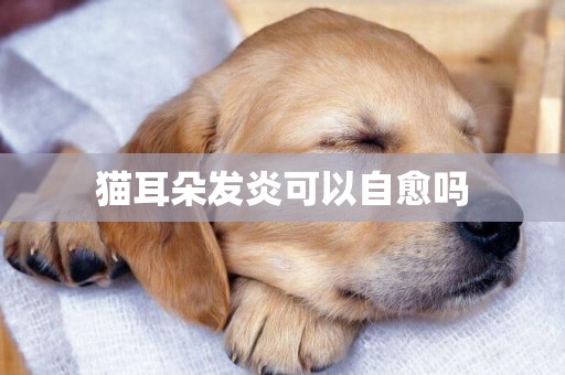 貓耳朵發炎可以自愈嗎