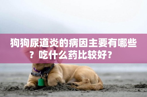 狗狗尿道炎的病因主要有哪些？吃什么藥比較好？ 