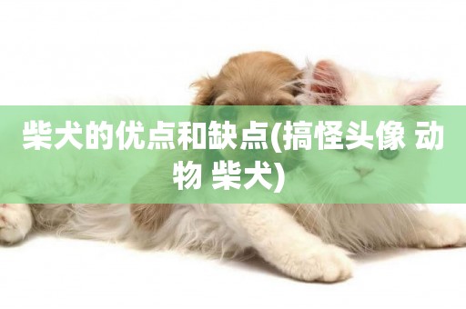柴犬的優點和缺點(搞怪頭像 動物 柴犬) 