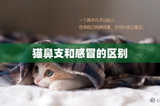 貓鼻支和感冒的區別