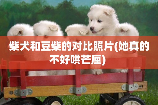 柴犬和豆柴的對比照片(她真的不好哄芒厘) 