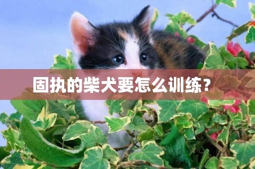 固執的柴犬要怎么訓練？ 