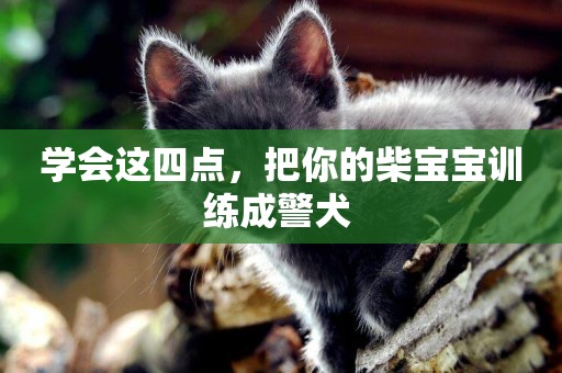 學會這四點，把你的柴寶寶訓練成警犬 