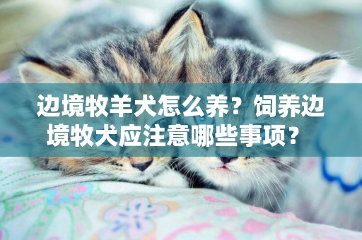 邊境牧羊犬怎么養？飼養邊境牧犬應注意哪些事項？ 