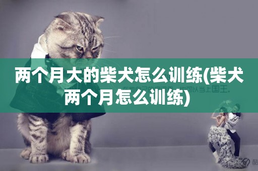兩個月大的柴犬怎么訓練(柴犬兩個月怎么訓練) 