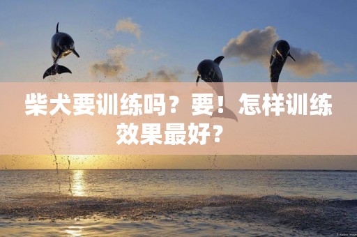 柴犬要訓練嗎？要！怎樣訓練效果最好？ 