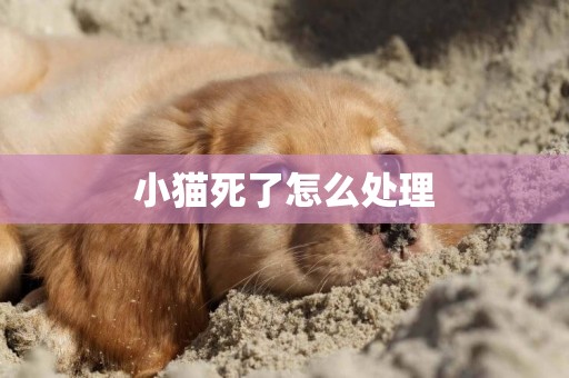 小貓死了怎么處理