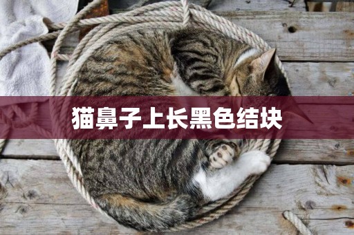 貓鼻子上長黑色結塊
