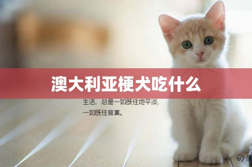 澳大利亞梗犬吃什么