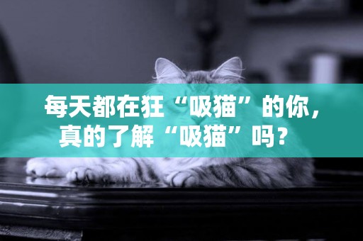 每天都在狂“吸貓”的你，真的了解“吸貓”嗎？ 