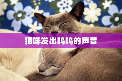 貓咪發出嗚嗚的聲音