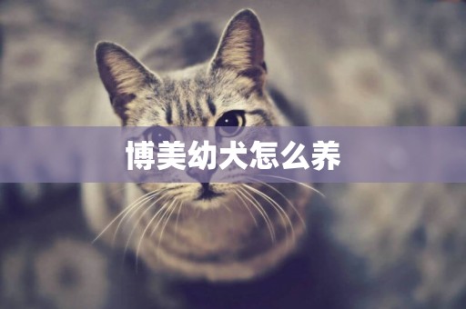 博美幼犬怎么養