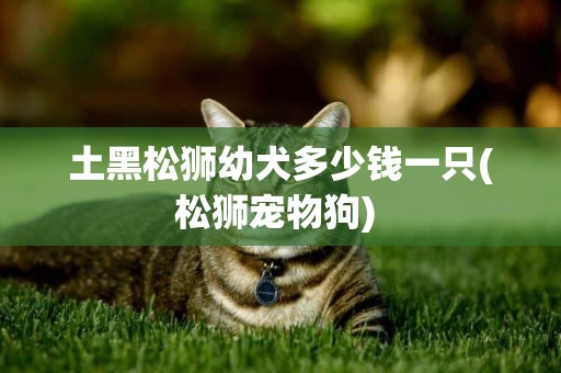 土黑松獅幼犬多少錢一只(松獅寵物狗) 