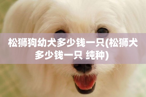 松獅狗幼犬多少錢一只(松獅犬多少錢一只 純種) 