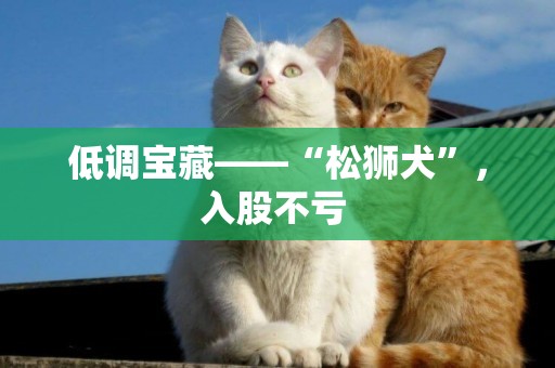 低調寶藏——“松獅犬”，入股不虧 