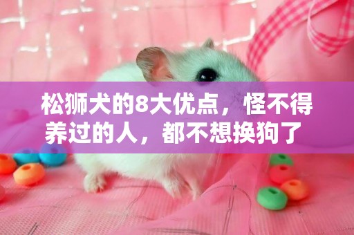 松獅犬的8大優點，怪不得養過的人，都不想換狗了 