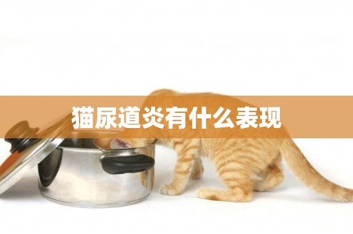 貓尿道炎有什么表現